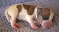 Everett, a male Parson Russell Terrier for sale in Riverside, CA – 6 of 10
