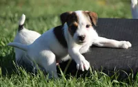 Prince, a male Parson Russell Terrier for sale in Riverside, CA – 2 of 10