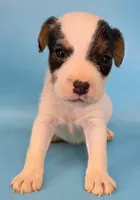 Dozer, a male Parson Russell Terrier for sale in Riverside, CA – 3 of 10