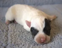 Griffin, a male Parson Russell Terrier for sale in Riverside, CA – 2 of 10