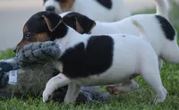 Bubbles, a female Jack Russell Terrier for sale in Riverside, CA – 6 of 10