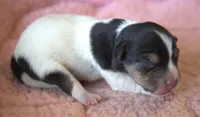 Juliet, a female Jack Russell Terrier for sale in Riverside, CA – 2 of 9