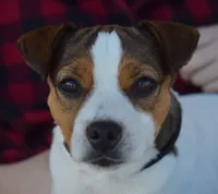 Molly, a female Jack Russell Terrier for sale in Riverside, CA – 6 of 10