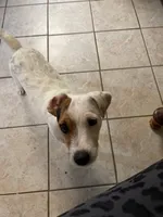 Due June 30th, a  Jack Russell Terrier for sale in Riverside, CA – 5 of 7