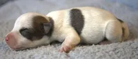 Jenkins, a male Jack Russell Terrier for sale in Riverside, CA – 4 of 10