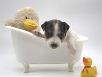 Stitch, a male Parson Russell Terrier for sale in Riverside, CA – 5 of 10