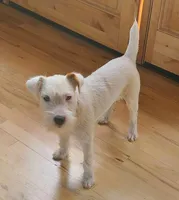 Rapunzel, a female Jack Russell Terrier for sale in Riverside, CA – 10 of 10