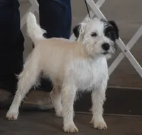 Adele, a female Jack Russell Terrier for sale in Riverside, CA – 7 of 10