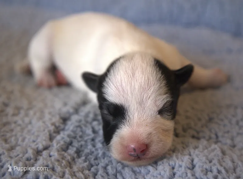 Atticus – Parson Russell Terrier puppy for sale in Riverside, CA