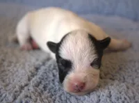 Atticus, a male Parson Russell Terrier for sale in Riverside, CA – 1 of 9