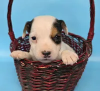 Gizmo, a male Jack Russell Terrier for sale in Riverside, CA – 1 of 10