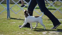Maddie, a female Parson Russell Terrier for sale in Riverside, CA – 9 of 10