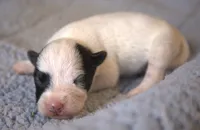 Atticus, a male Parson Russell Terrier for sale in Riverside, CA – 2 of 10