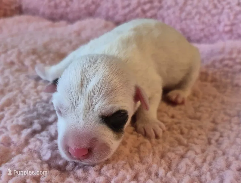 Izzy – Jack Russell Terrier puppy for sale in Riverside, CA