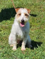 Izzy, a female Jack Russell Terrier for sale in Riverside, CA – Photo 7 of 9