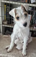 Izzy, a female Jack Russell Terrier for sale in Riverside, CA – Photo 9 of 9