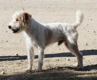 Izzy, a female Jack Russell Terrier for sale in Riverside, CA – Photo 6 of 9