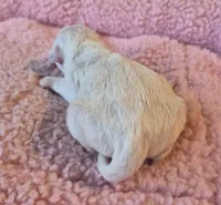 Izzy, a female Jack Russell Terrier for sale in Riverside, CA – Photo 4 of 9