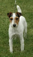 Due October 10th, a  Parson Russell Terrier for sale in Riverside, CA – 7 of 8