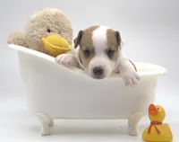 Sully, a male Jack Russell Terrier for sale in Riverside, CA – 3 of 9