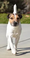 Due July 3rd, a  Jack Russell Terrier for sale in Riverside, CA – 5 of 7