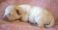 Felina, a female Jack Russell Terrier for sale in Riverside, CA – 3 of 9