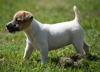 Diva, a female Jack Russell Terrier for sale in Riverside, CA – 5 of 10