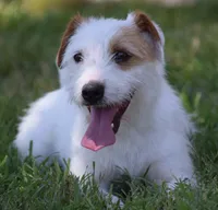 Due Early July, a  Parson Russell Terrier for sale in Riverside, CA – 2 of 10