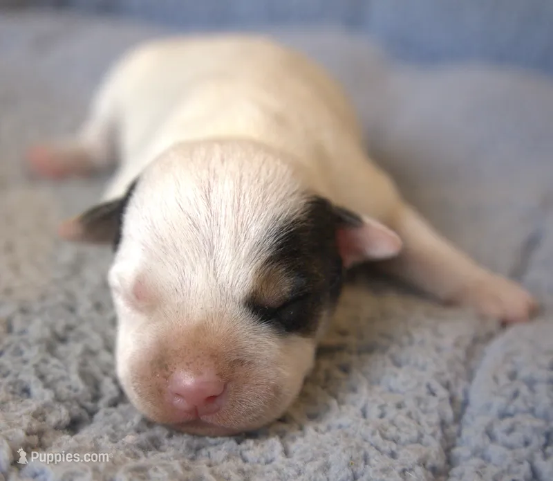 Gizmo – Jack Russell Terrier puppy for sale in Riverside, CA
