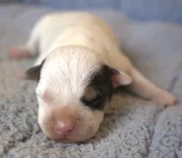 Gizmo, a male Jack Russell Terrier for sale in Riverside, CA – 1 of 10