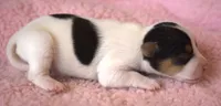Bailey, a female Parson Russell Terrier for sale in Riverside, CA – 5 of 10