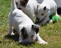 Fritz, a male Parson Russell Terrier for sale in Riverside, CA – 3 of 10