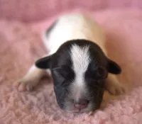 Shelby, a female Jack Russell Terrier for sale in Riverside, CA – 2 of 10