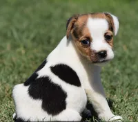 Ready Now!, a female Jack Russell Terrier for sale in Riverside, CA – 2 of 10