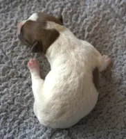 Edison, a male Jack Russell Terrier for sale in Riverside, CA – 2 of 10