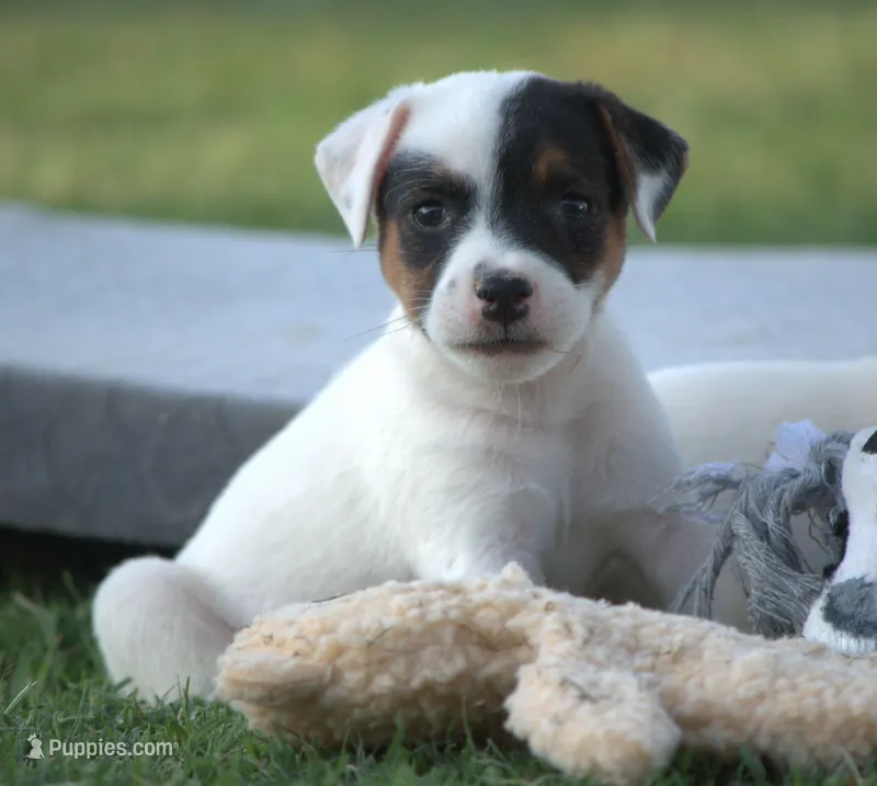 Griffin – Parson Russell Terrier puppy for sale in Riverside, CA