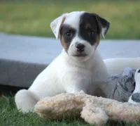 Griffin, a male Parson Russell Terrier for sale in Riverside, CA – 1 of 10