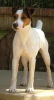 Houdini, a male Parson Russell Terrier for sale in Riverside, CA – 8 of 10