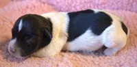 Adele, a female Jack Russell Terrier for sale in Riverside, CA – 3 of 10