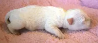 Felina, a female Jack Russell Terrier for sale in Riverside, CA – 4 of 9