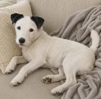 Atticus, a male Parson Russell Terrier for sale in Riverside, CA – 10 of 10