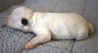 Decker, a male Parson Russell Terrier for sale in Riverside, CA – 3 of 10