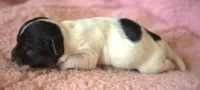 Trudy, a female Jack Russell Terrier for sale in Riverside, CA – 3 of 9