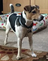 Edison, a male Jack Russell Terrier for sale in Riverside, CA – 10 of 10
