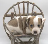 Sully, a male Jack Russell Terrier for sale in Riverside, CA – 2 of 9