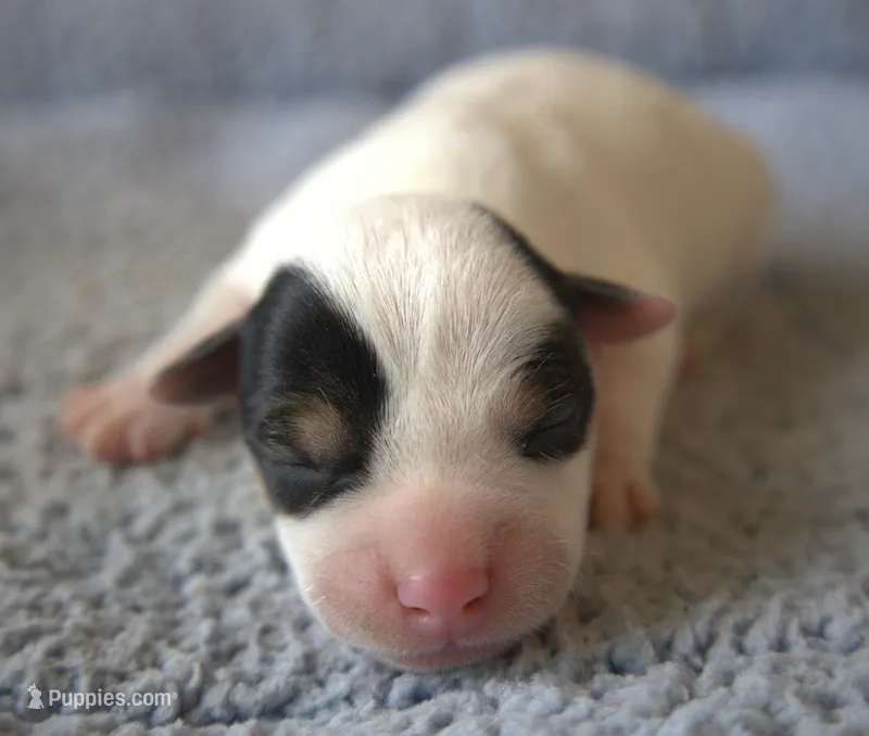 Caesar – Jack Russell Terrier puppy for sale in Riverside, CA