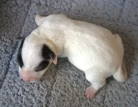 Caesar, a male Jack Russell Terrier for sale in Riverside, CA – Photo 2 of 10