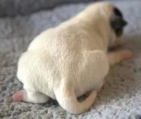 Caesar, a male Jack Russell Terrier for sale in Riverside, CA – Photo 5 of 10