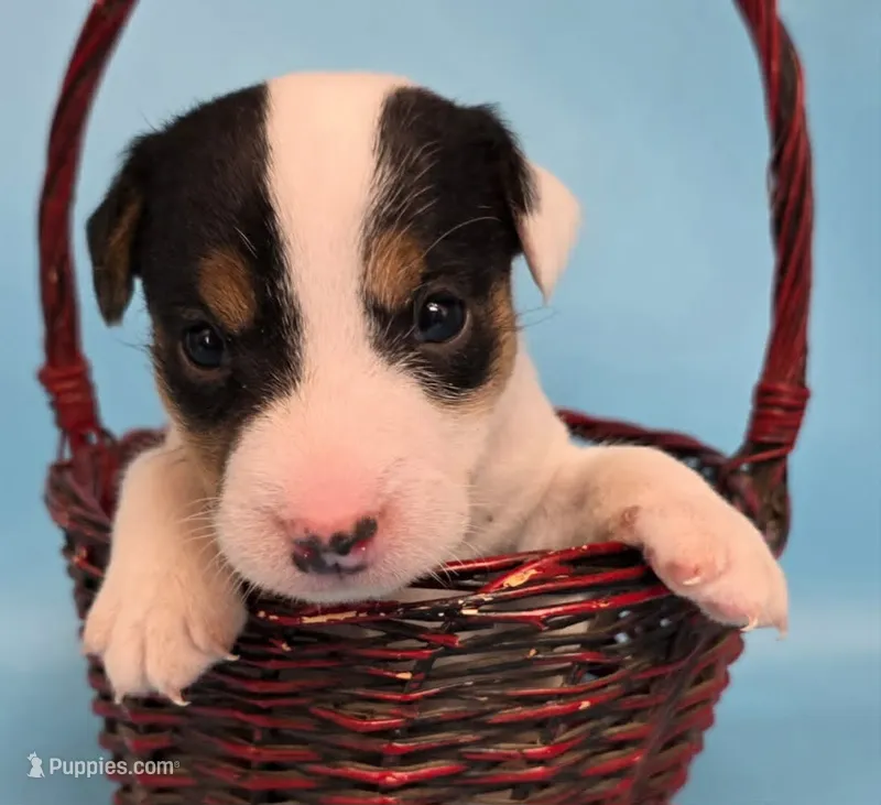 Elvis – Jack Russell Terrier puppy for sale in Riverside, CA