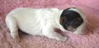 Maddie, a female Parson Russell Terrier for sale in Riverside, CA – 4 of 10